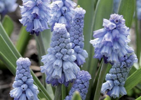 azúrový muscari