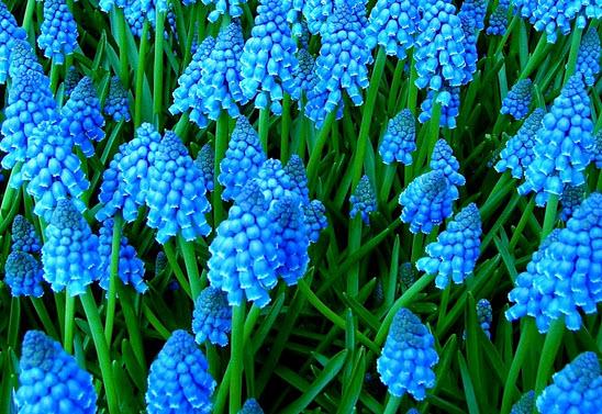mäkké modré muscari