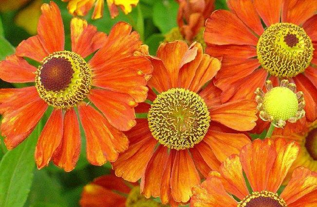 Blumenpflege
