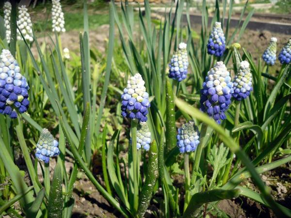 muscari biela modrá
