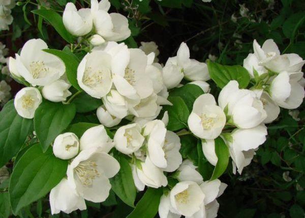 jasmine bush