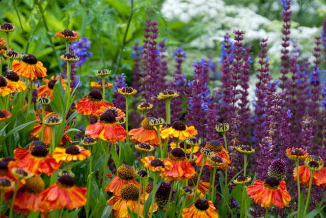 Helenium-Hybrid