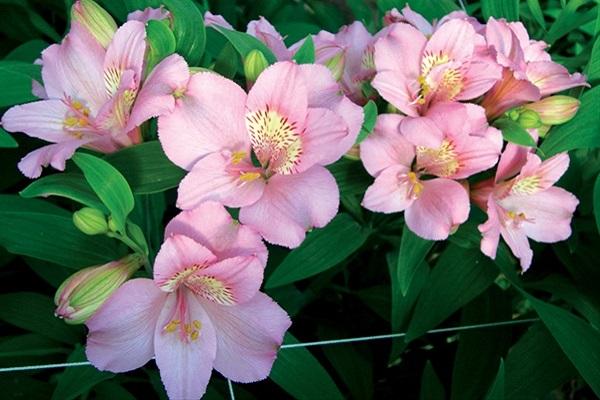 pink inflorescence