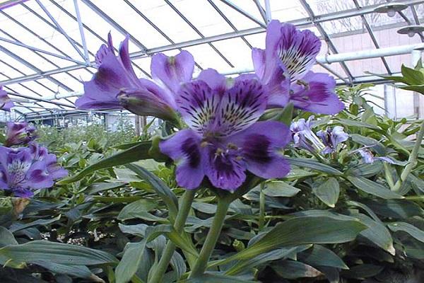 grow in a greenhouse