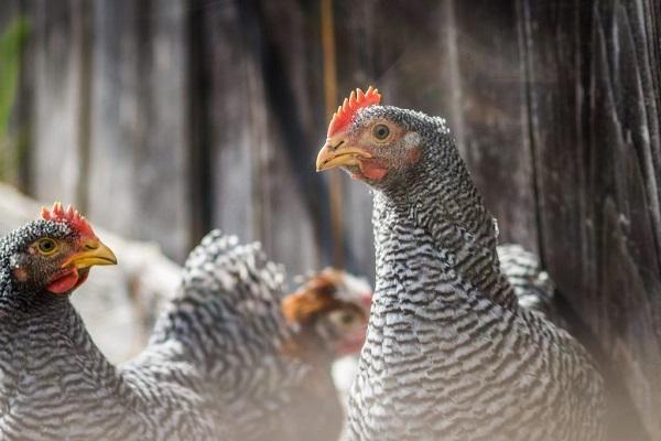 aspect de poulet