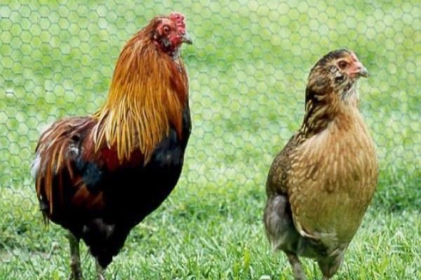 breed of chickens