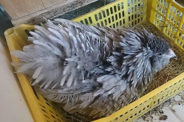 sick chicken