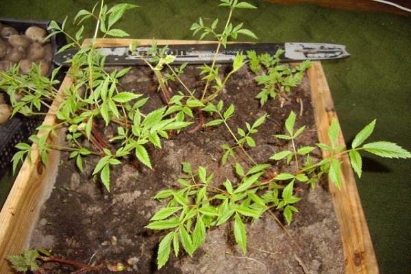 flower transplant