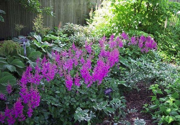 flowers in the garden