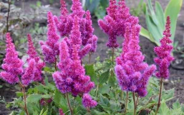 astilba flowers