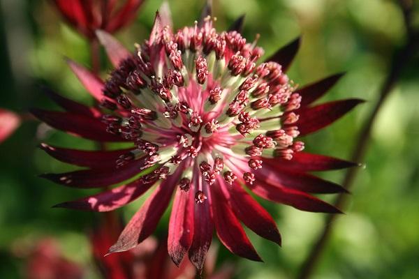 flauschige Knospe