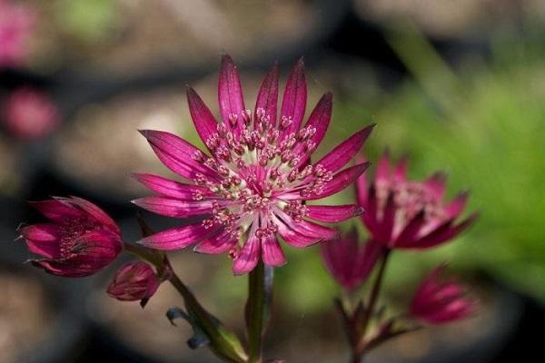 blühende Blumen