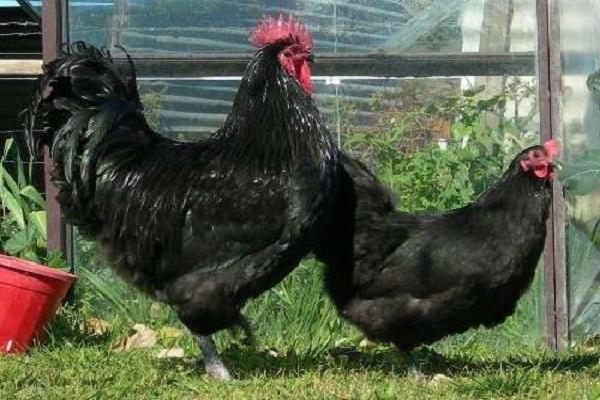 kurčatá australorp