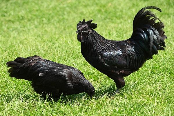 polli Ayam Tsemani