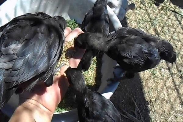 giovani animali domestici
