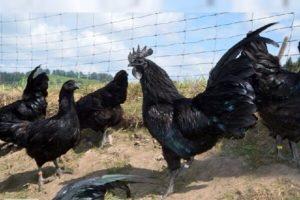 Description and characteristics of the Ayam Tsemani chicken breed, conditions of detention