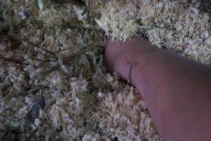 Organizing and caring for bacteria for litter in a chicken coop with your own hands