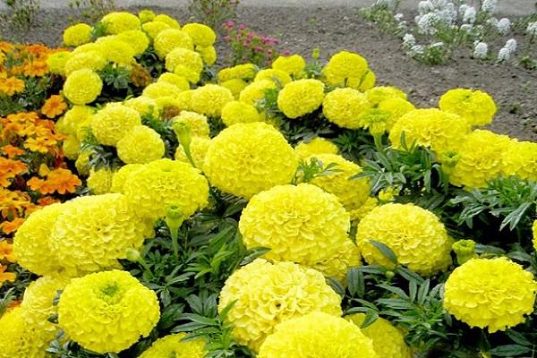 bright bloom