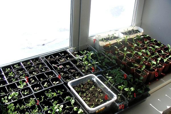 seed breeding