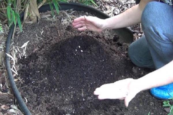 plant a plant