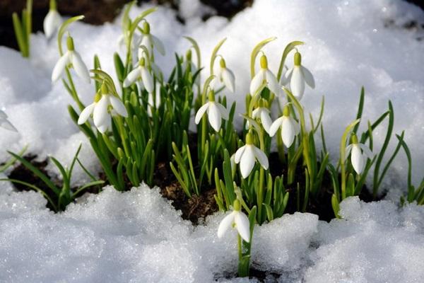 bloom in the snow