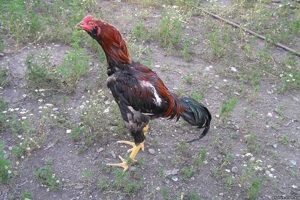 chickens lari