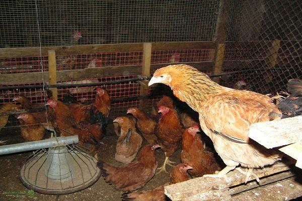 Moscow chickens