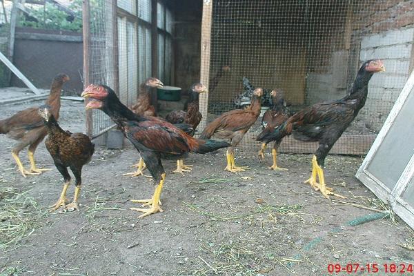 rooster korean