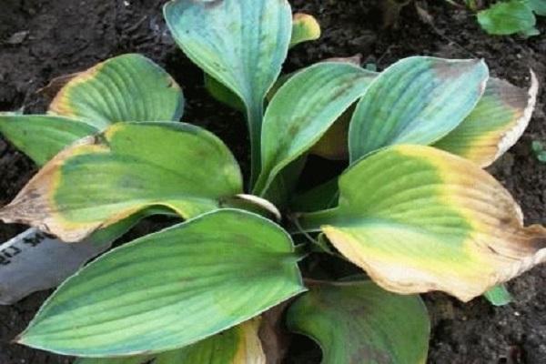 caractéristique de la plante