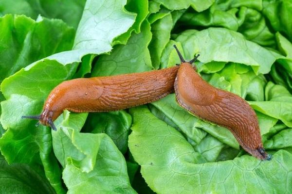 limaces sur les feuilles