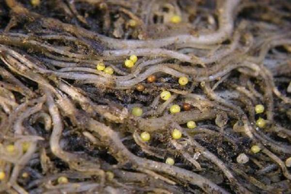 nématodes à feuilles caduques