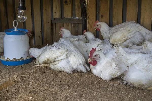 broilers de cuc