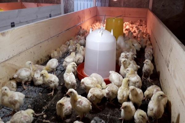 alimentant pollets