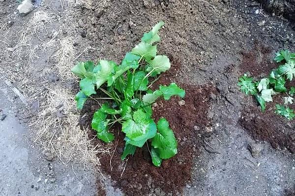 transplantation dans le jardin