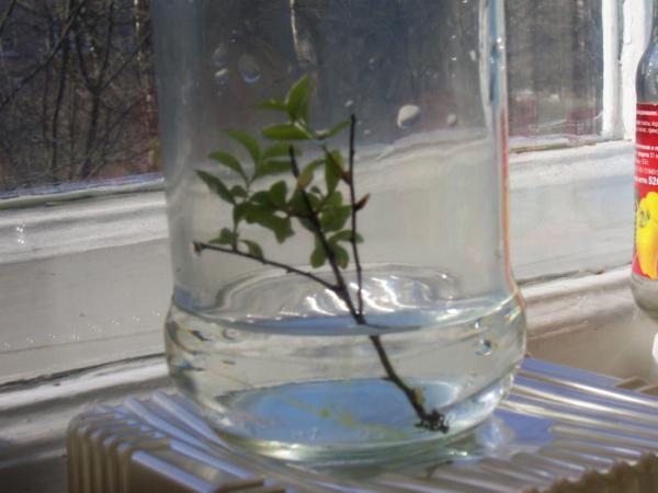 reproduction of jasmine