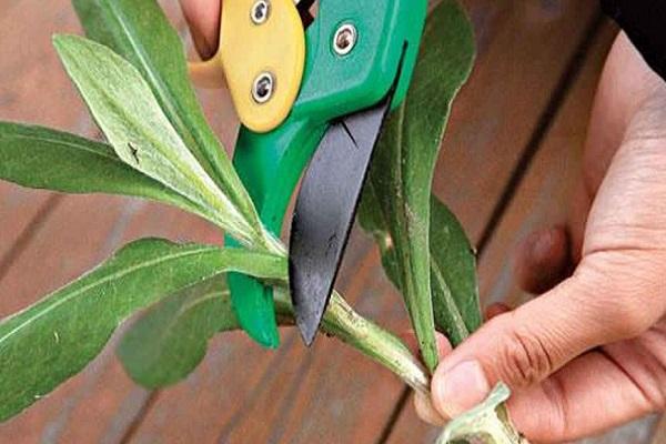 pruning plant