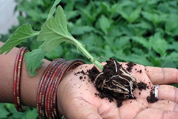 chrysanthemum cuttings