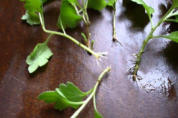 rooting cuttings