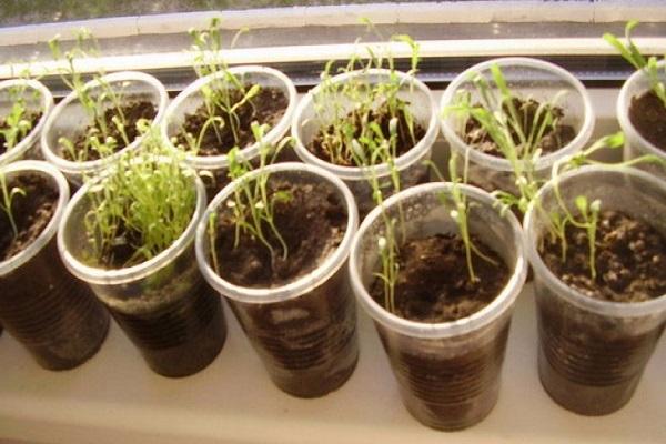growing by seeds