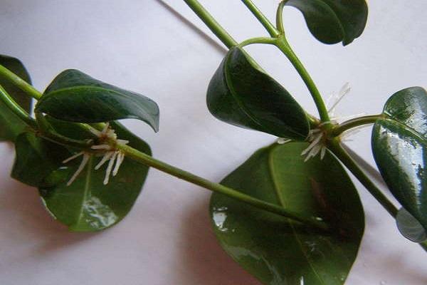 propagation by cuttings