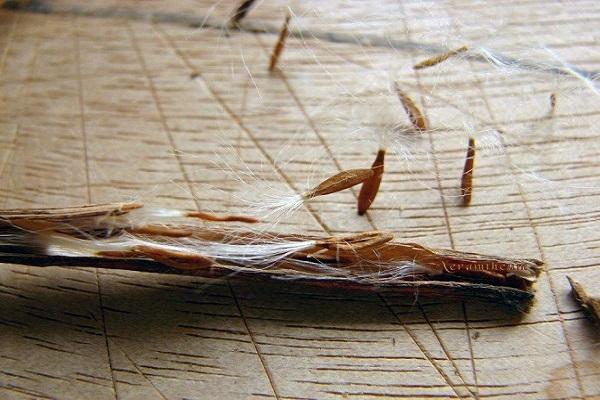 seed emergence
