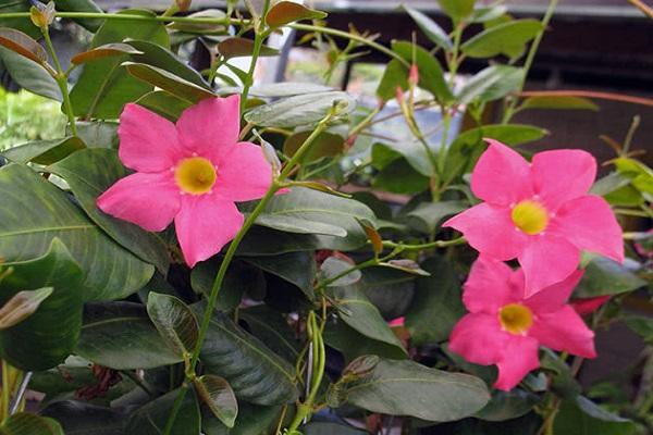 blooms like a star