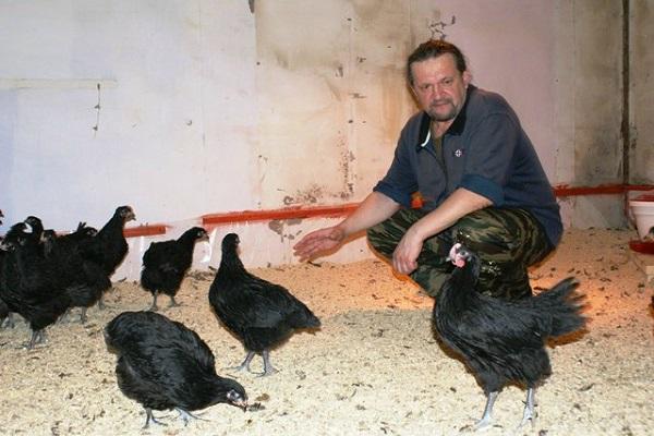 farmár kurčaťa