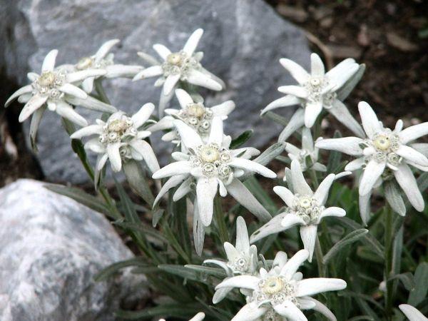 alpines Edelweiß