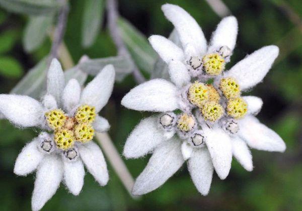 alpines Edelweiß