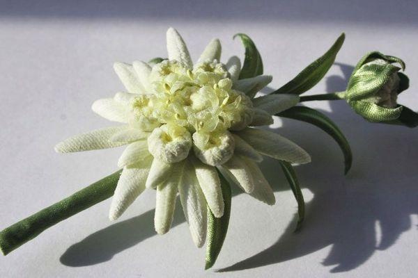 Blumensprosse