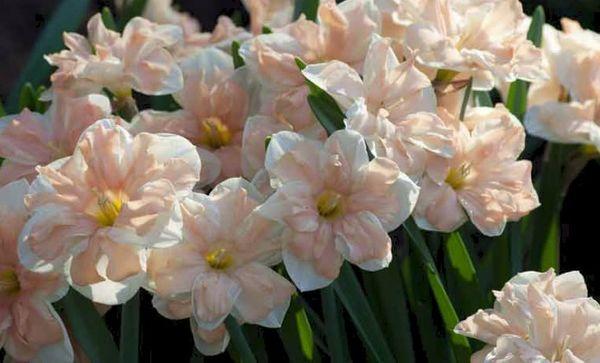 kvety narcisy