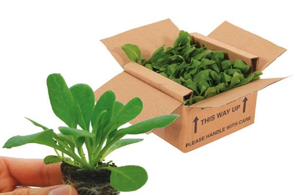 fick plantor