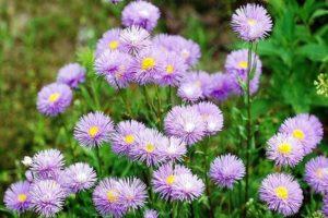 Regeln für das Pflanzen und Pflegen von Erigeron, Beschreibung beliebter Sorten