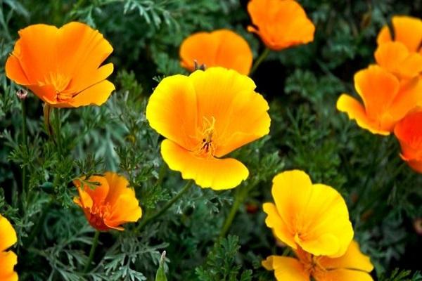escholzia bylina